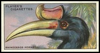 24 The Rhinoceros Hornbill